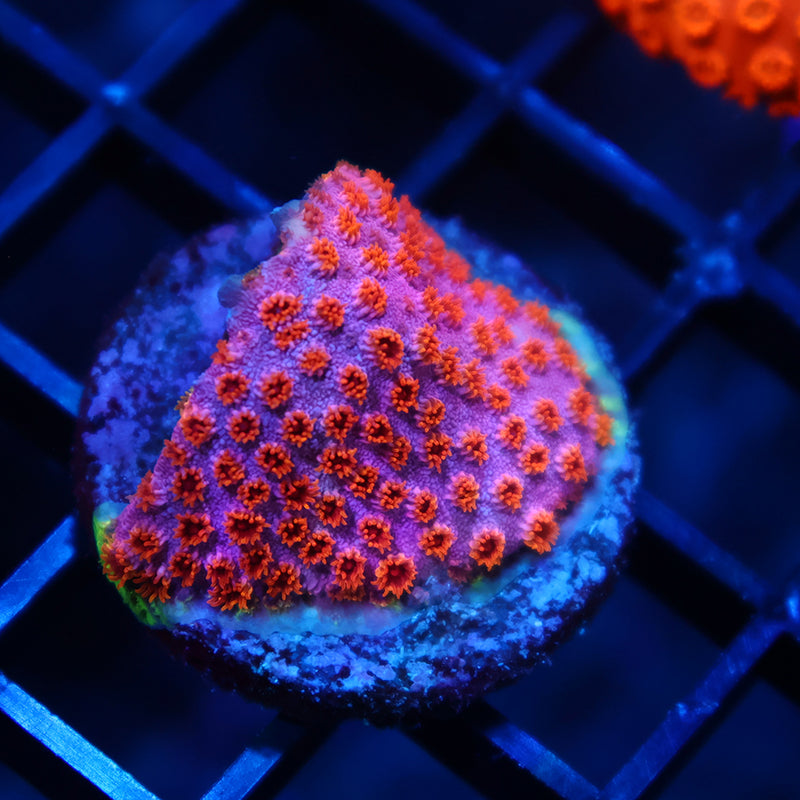 Skittles Bomb Cyphastrea