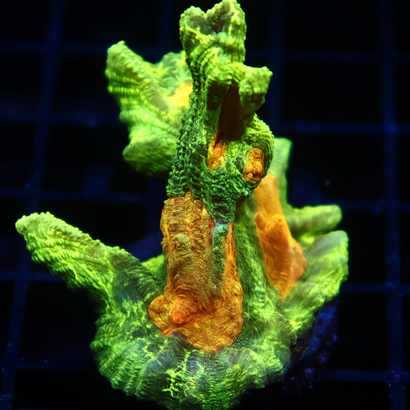 Space Invader Pectinia