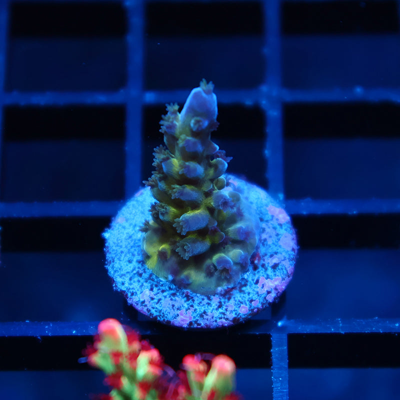 Myagi Tort
