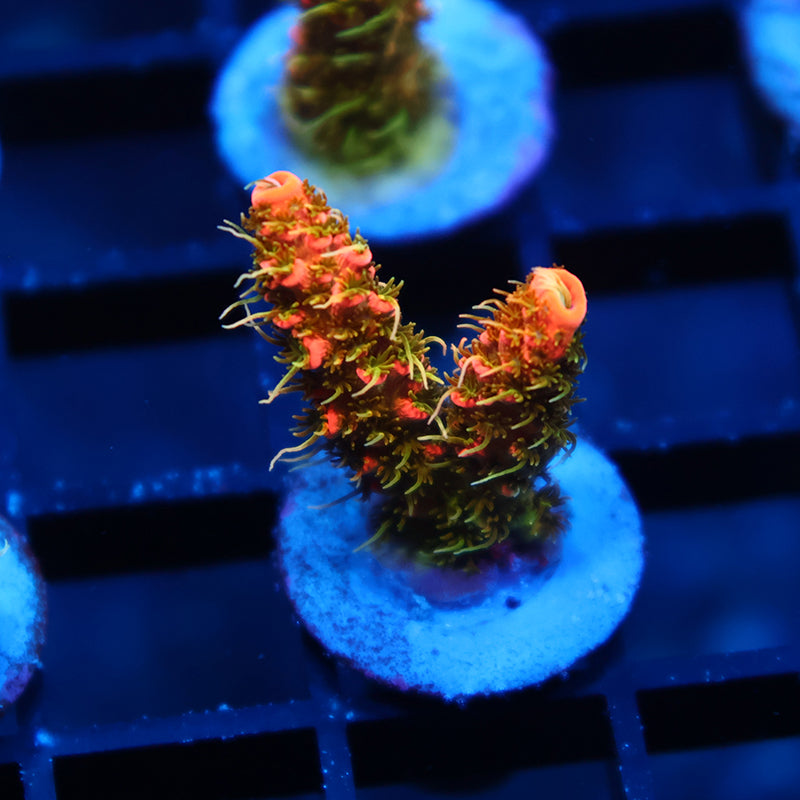 JF Solar Flare Milli