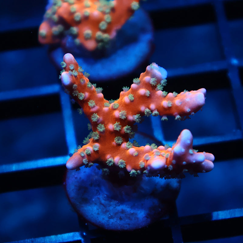 RRC Tropicana Anacropora
