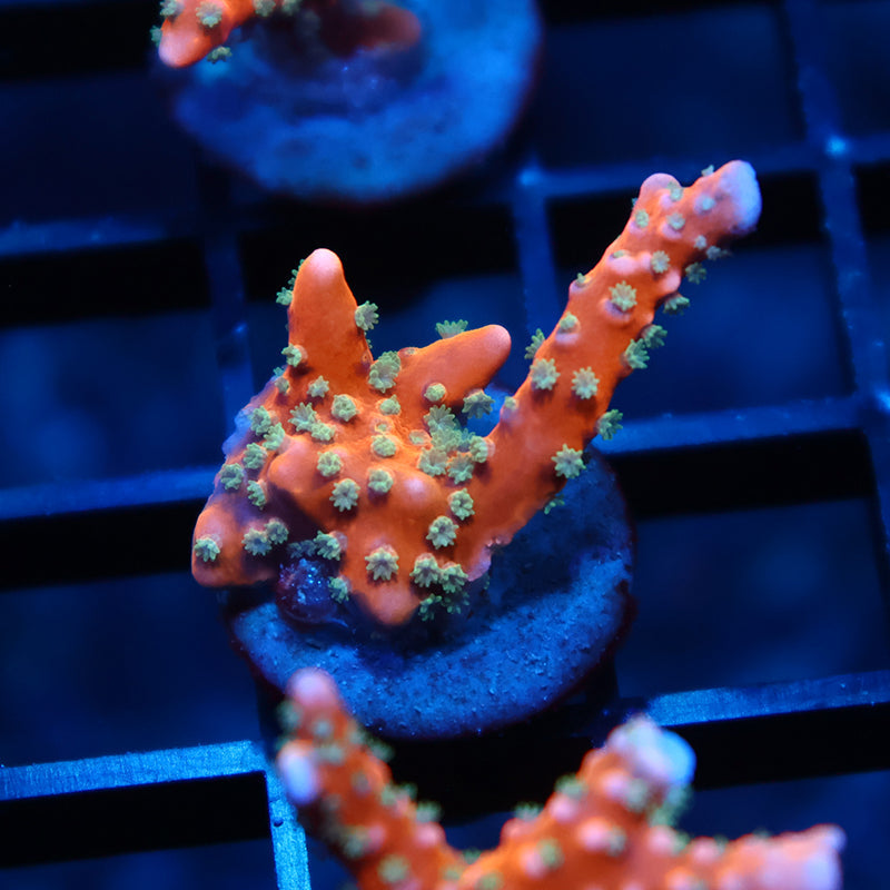 RRC Tropicana Anacropora