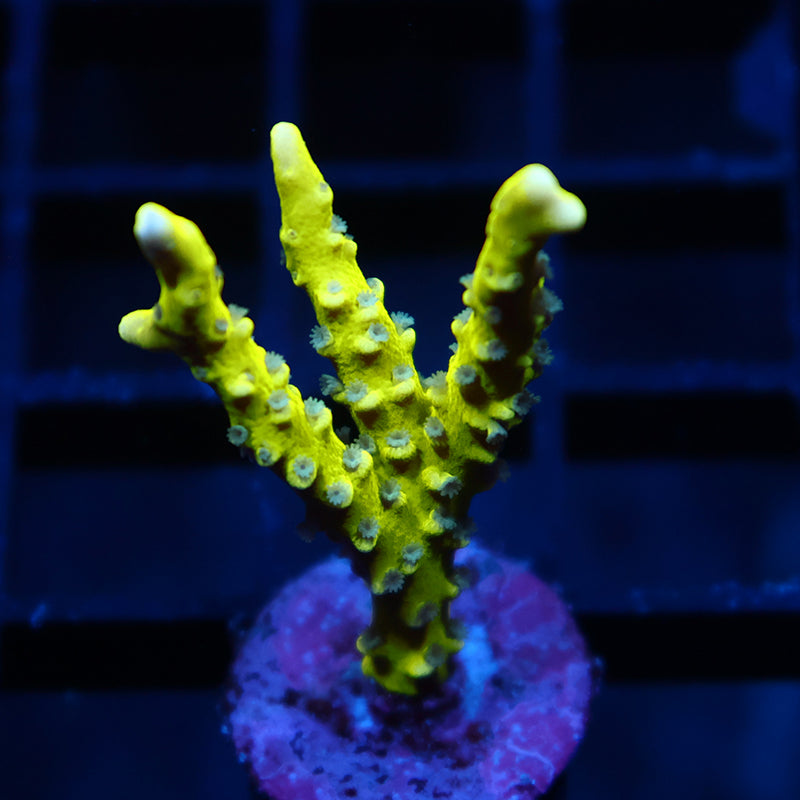 OG Green Goblin Anacropora
