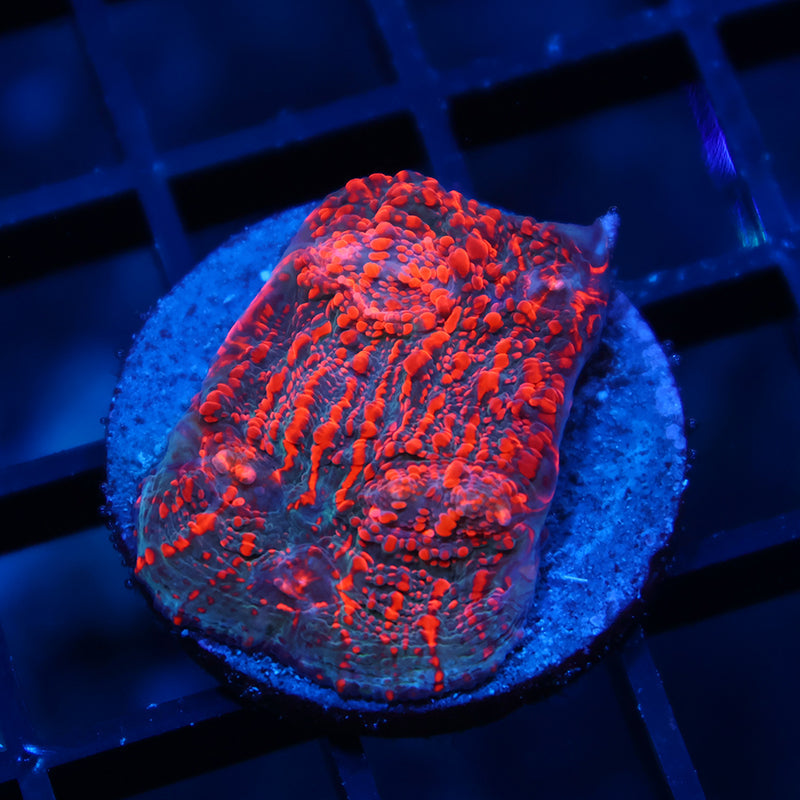 WWC Cherry Garcia Chalice