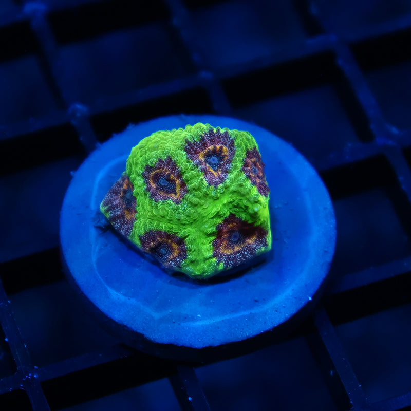 TCK Glow Worm Favia