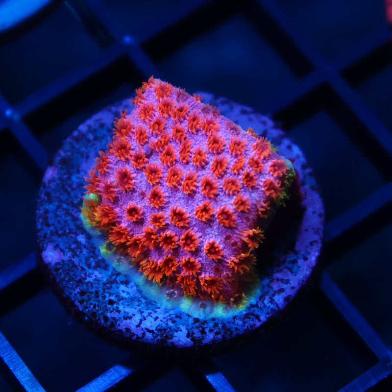 Skittles Bomb Cyphastrea