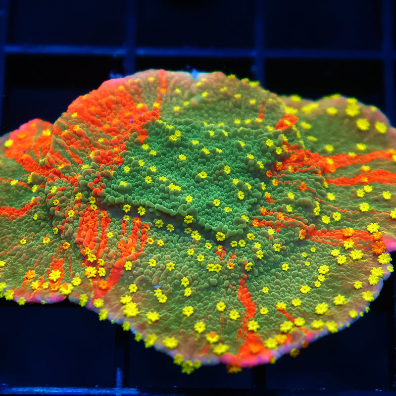 WWC Grafted Sunfire Cap