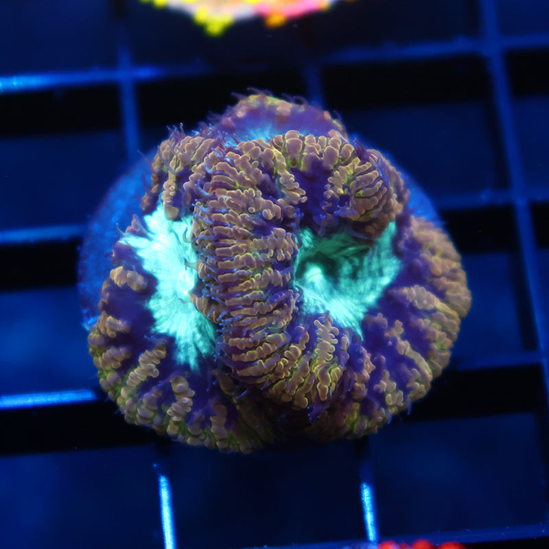 TCK Frozen Green Blastos
