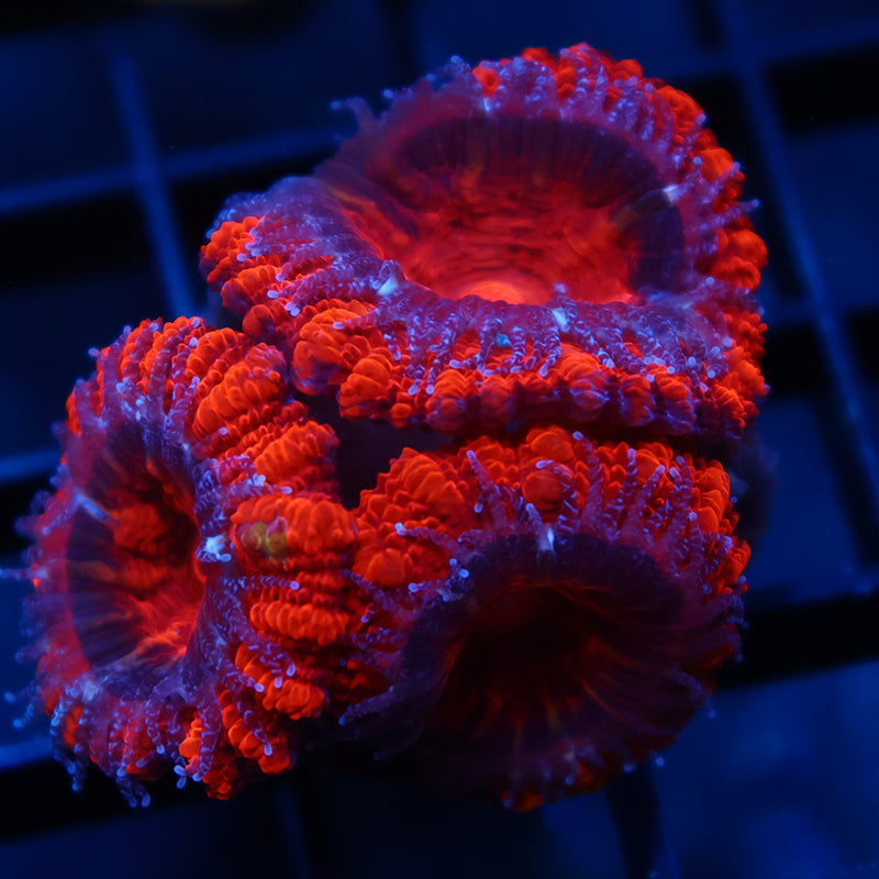 TCK Fluffy Acans