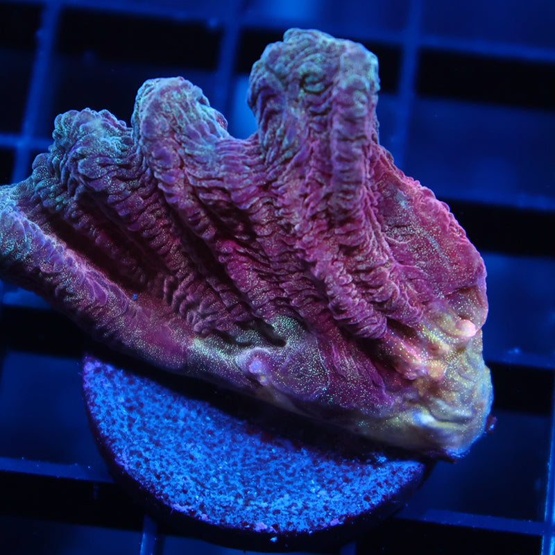 TCK Red Pectinia