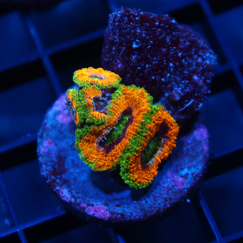 OG Mardi Gras Acans
