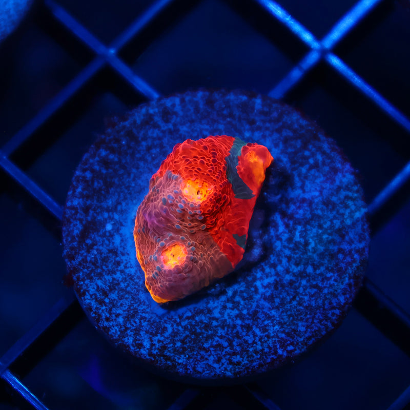 TCK Collider Rainbow Chalice