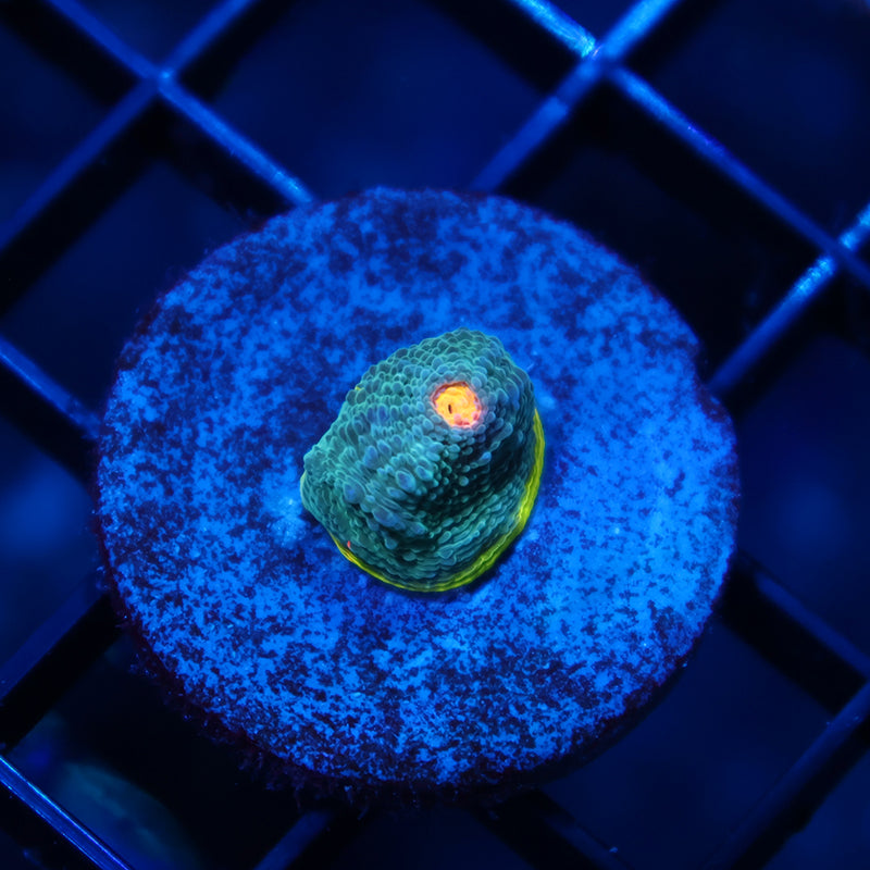TCK Collider Rainbow Blue Side