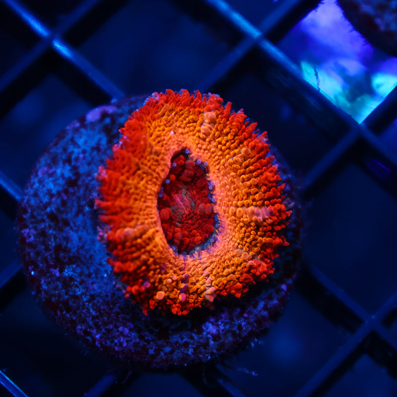 TCK Sunrise Acan