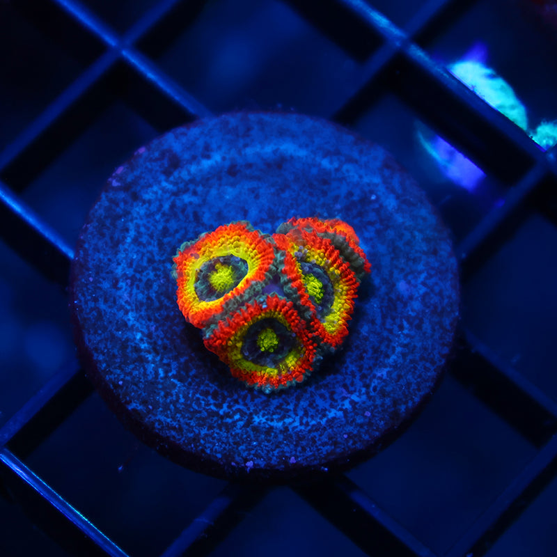 TCK HG Micromussa
