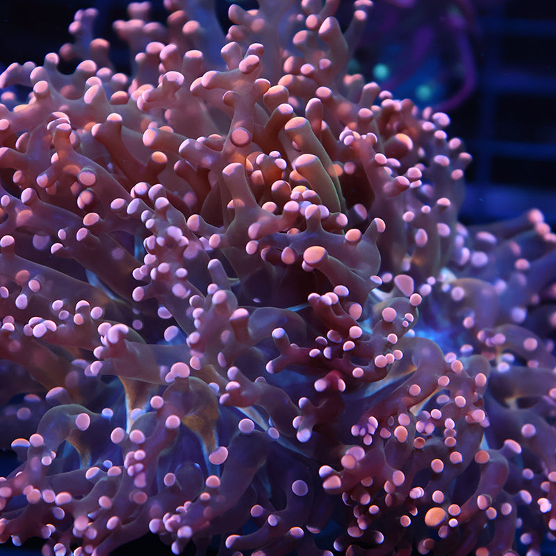 TCK Peach Branching Frogspawn
