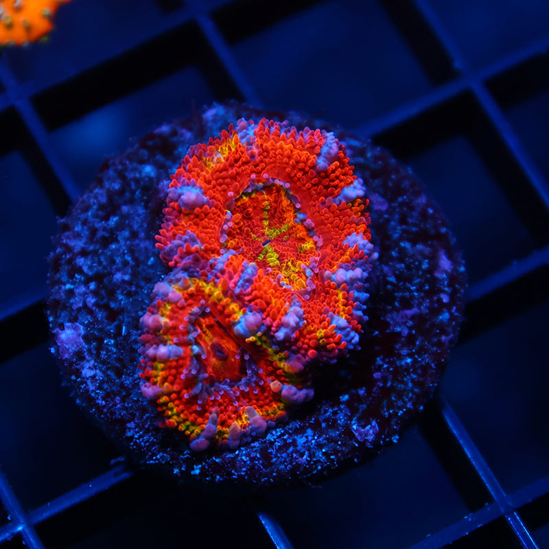 TCK Crazy Rainbow Acans