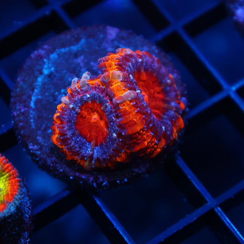 TCK Fluffy Rainbow Acan