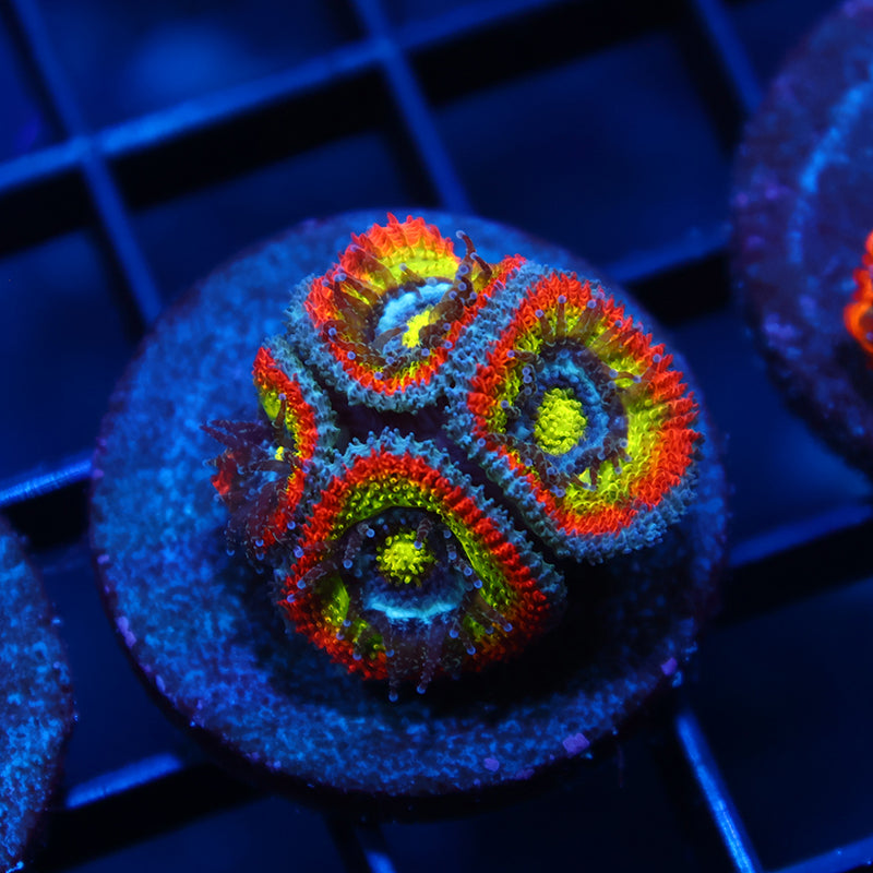 TCK HG Micromussa