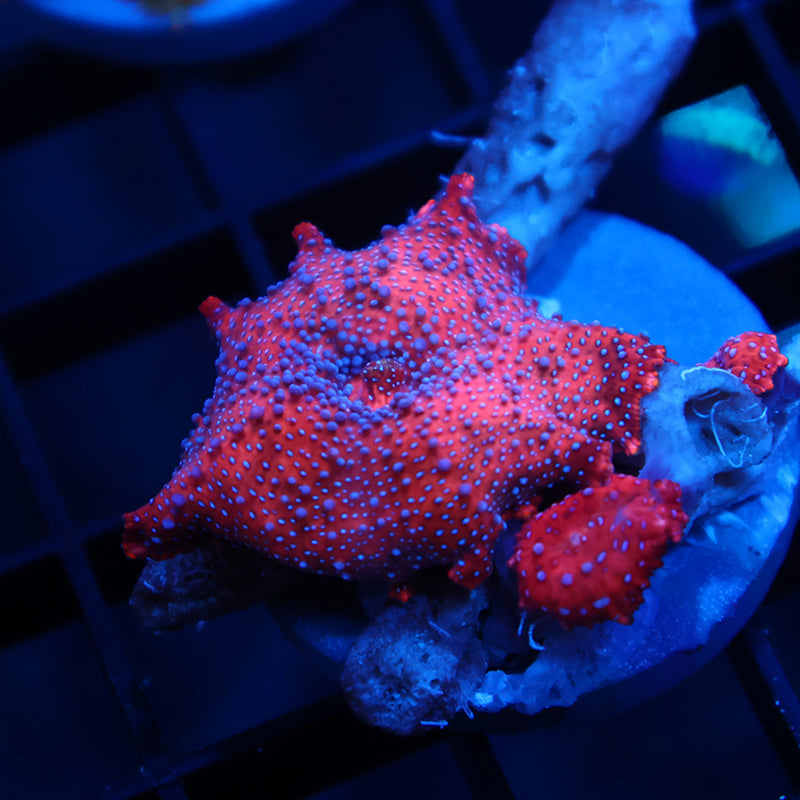 TCK Superman Mushrooms