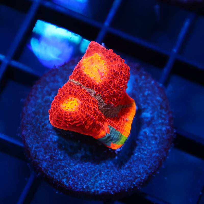 Crazy TCK Collider Rainbow Chalice