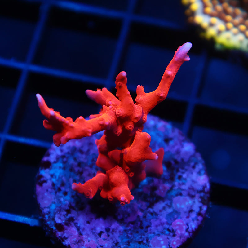 JF TNT Anacropora