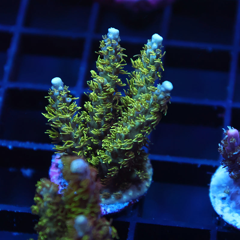 TCK Fuzzy Green Acro