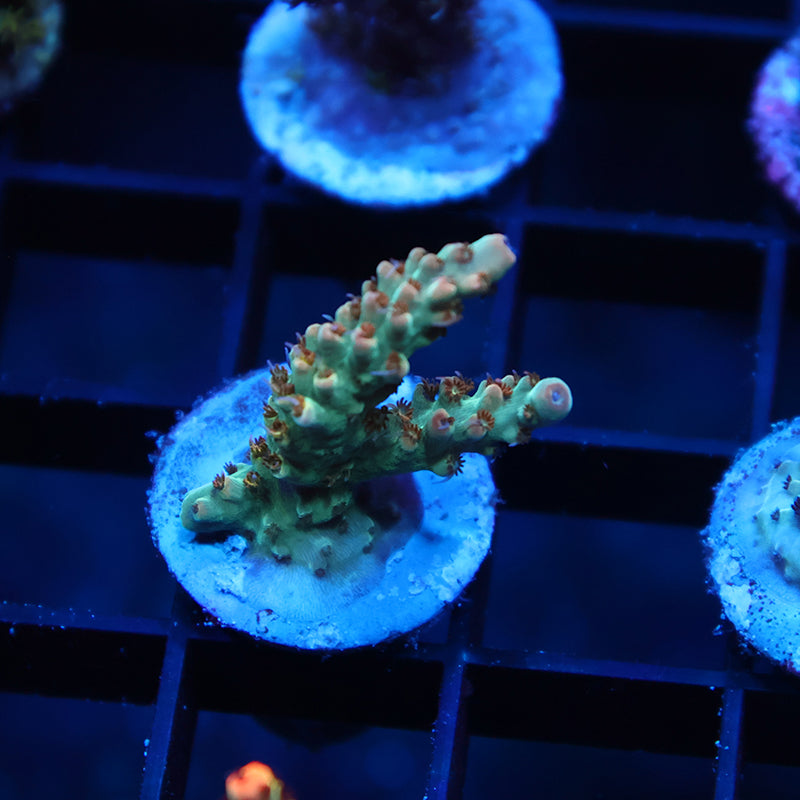 TCK Pink Polyp Shortcake