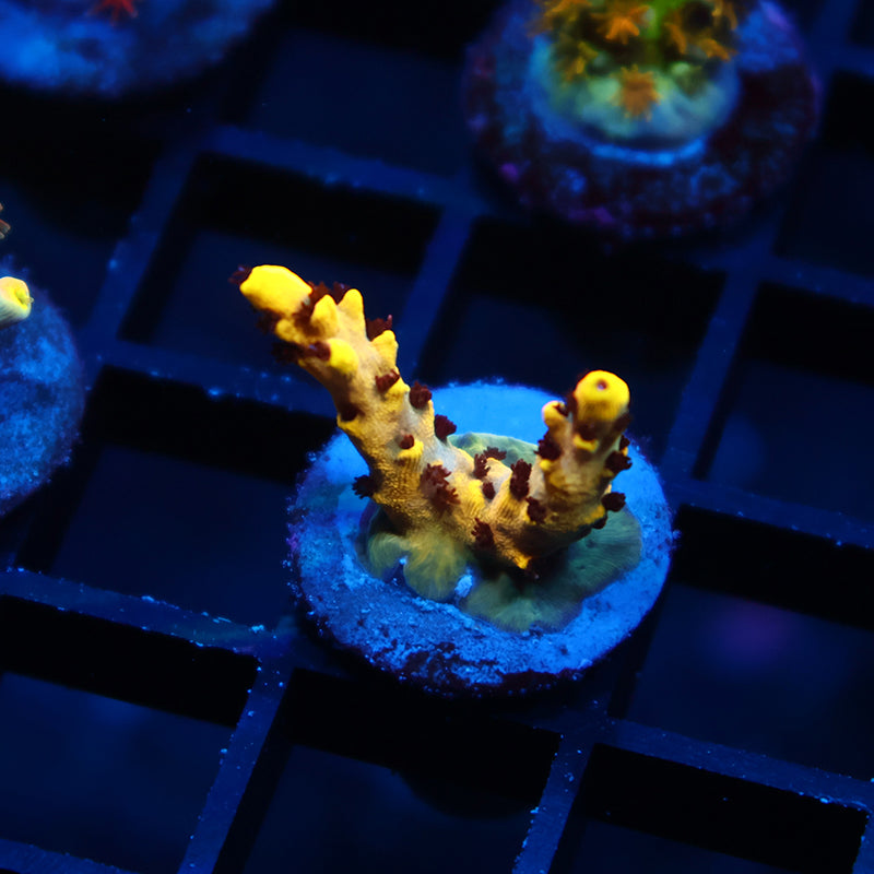 TCK Pikachu