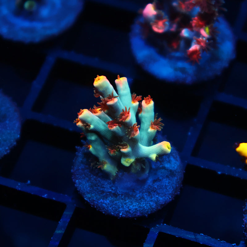 TCK Rainbow Unicorn Speciosa