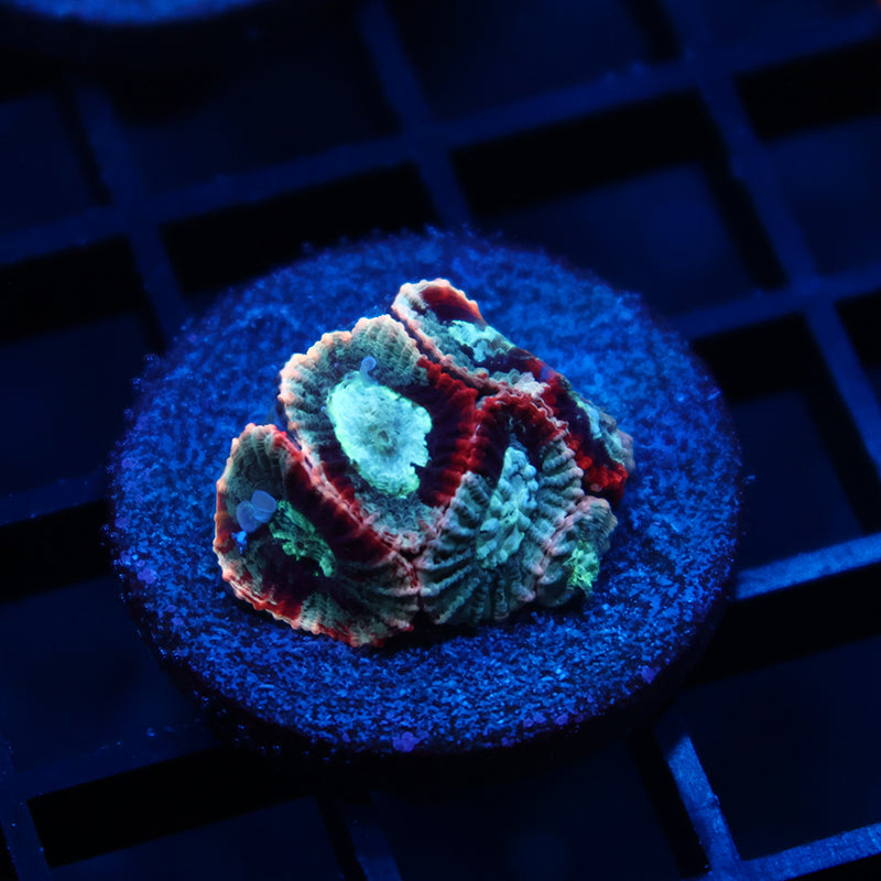 TCK Grafted Teal Favia