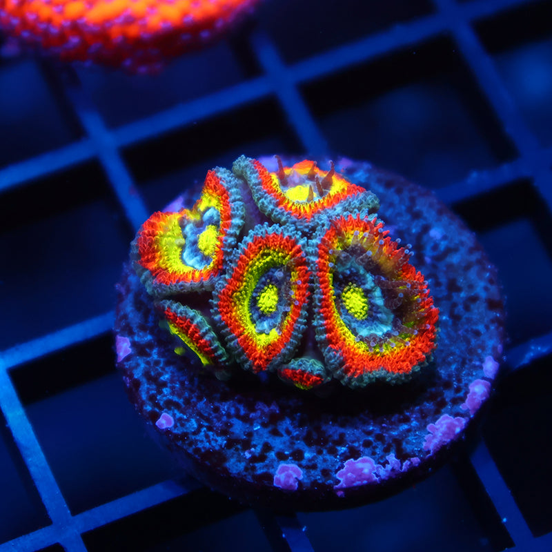 TCK HG Micromussa