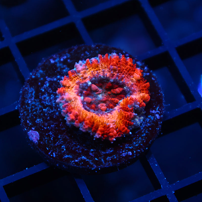 TCK Sunrise Acan