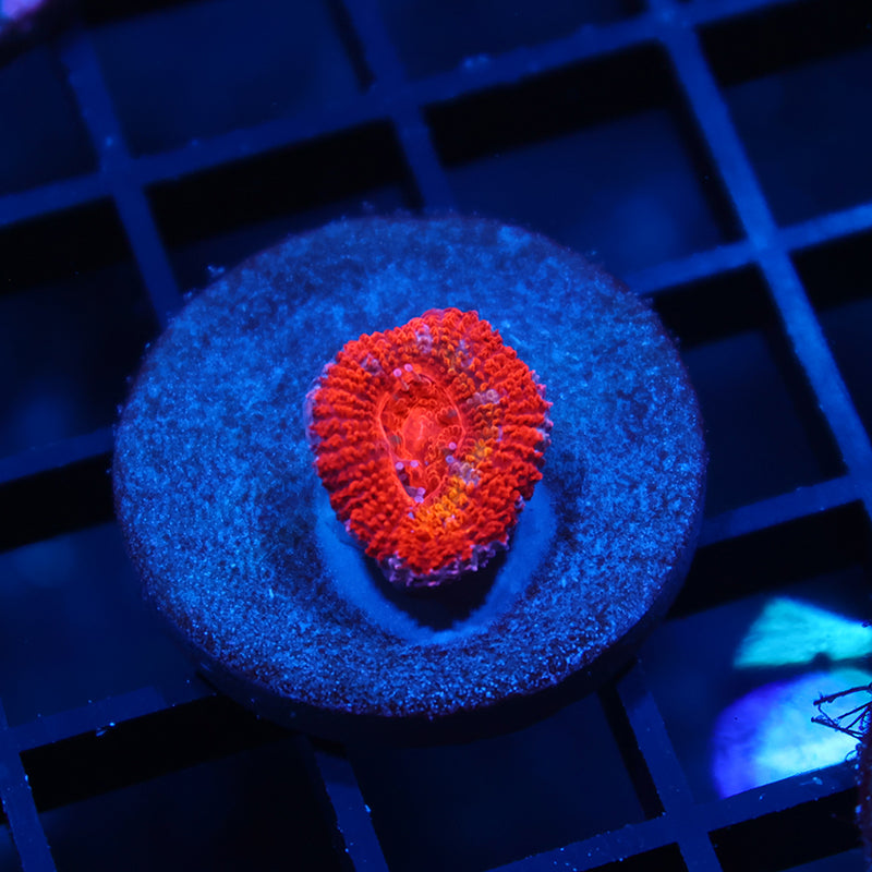 TCK Rainbowbrite Acan