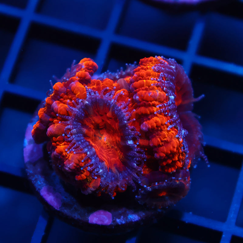 TCK Fluffy Acans