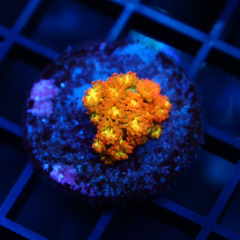 TCK Combustion Bernardpora Goni