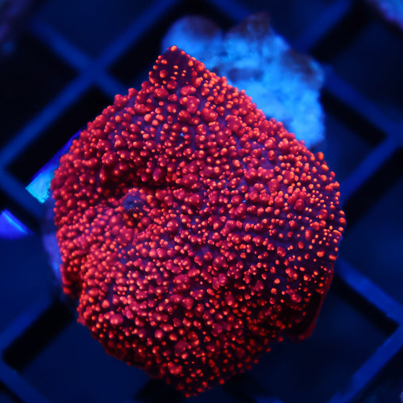 Lg TCK Interstellar Mushroom