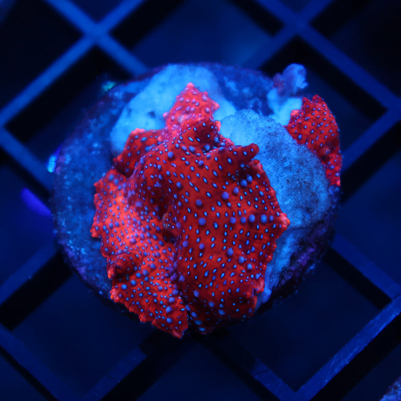 TCK Superman Mushrooms