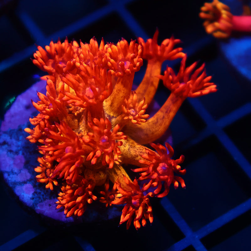 UC Amazeballs Goni