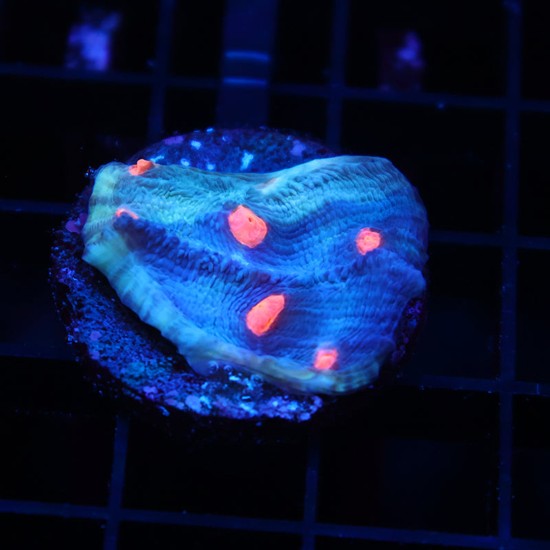TCK Grafted Eye Candy Chalice