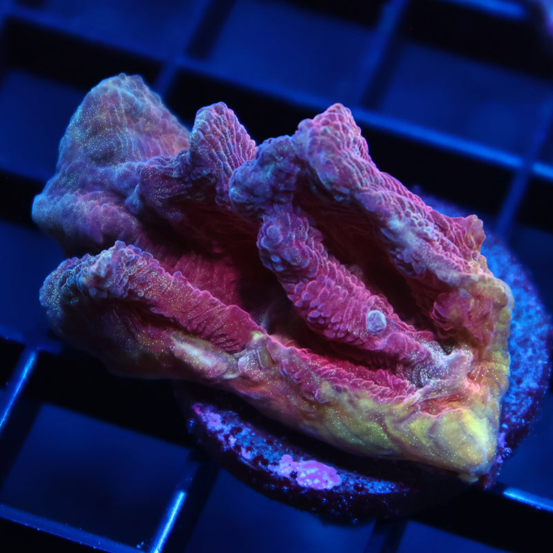 TCK Awesome Red Pectinia