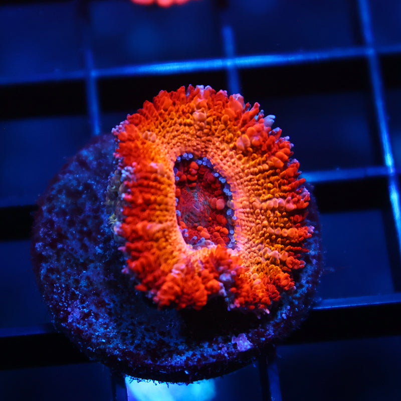 TCK Sunrise Acan
