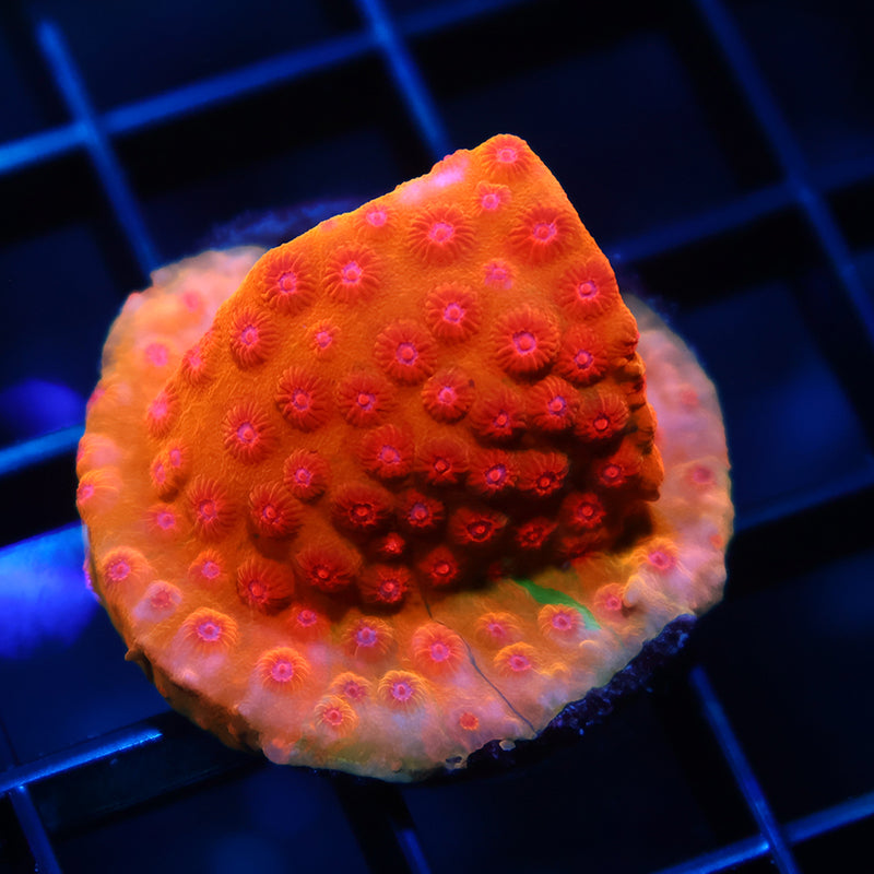 WWC Defcon Cyphastrea