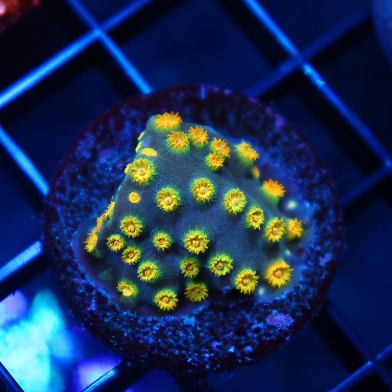 Zoolander Cyphastrea