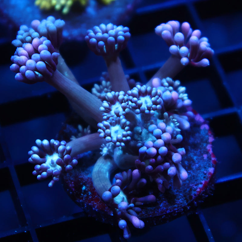 TCK Grape Gumballs Goni