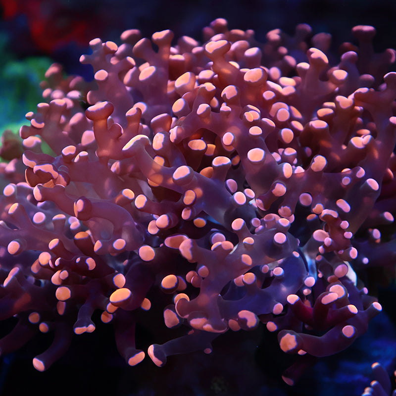 TCK Branching Gold Frogspawn