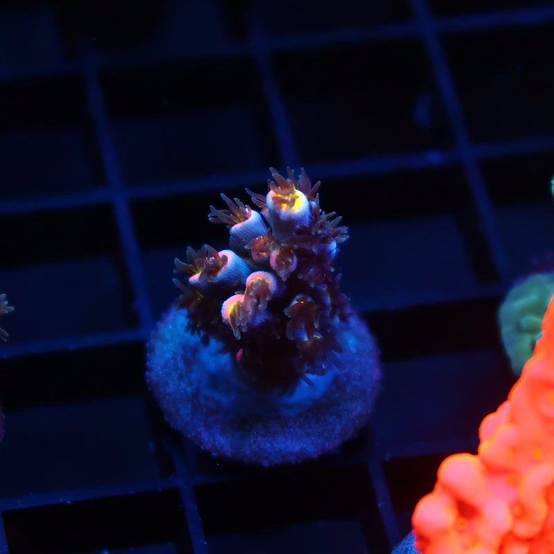 TCK Hyperdrive Speciosa