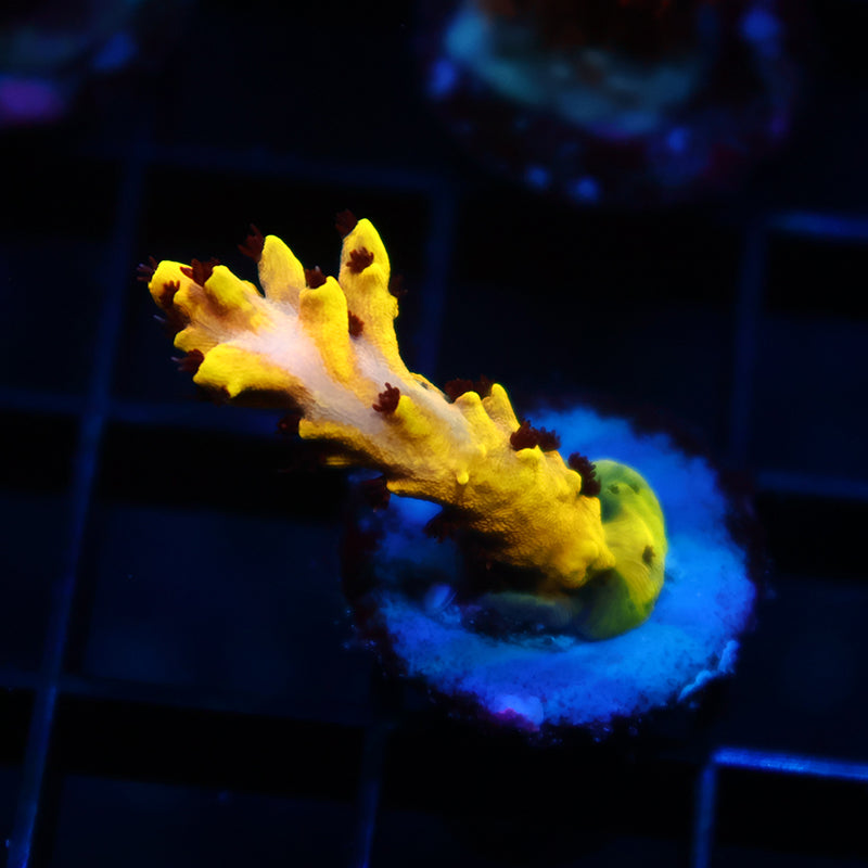 TCK Pikachu
