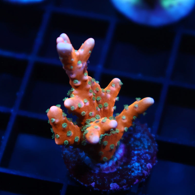 RRC Tropicana Anacropora