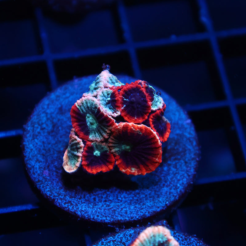 TCK Grafted Favia
